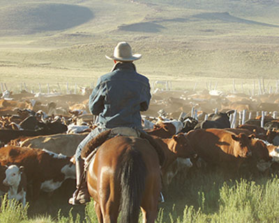 Rancher on horseback moving cattle