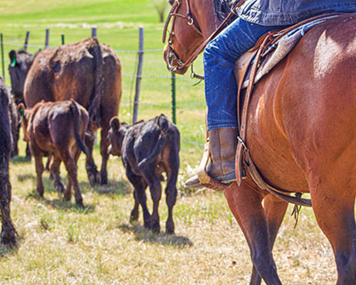 Rancher on horseback moving cattle across a pasture