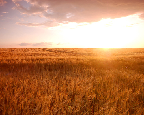 Golden wheat field at sunset