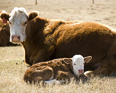 Cow and calf resting in a pasture