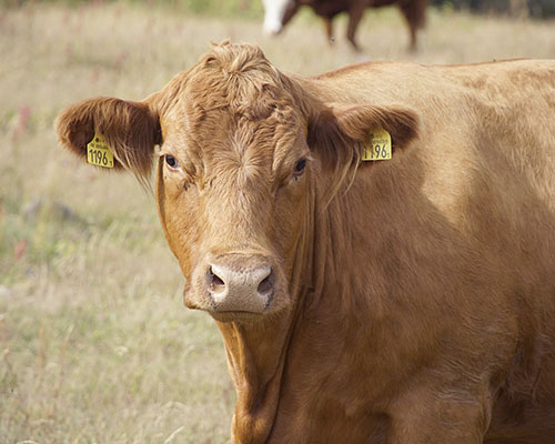 Cow standing in a pasture