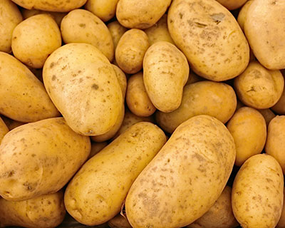 Freshly harvested potatoes”