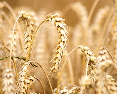 Mature wheat growing in a field